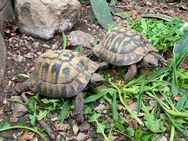 2 männliche Griechische Landschildkröten (NZ 2007) - Kippenheim