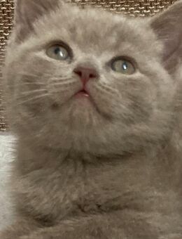 BkH Kitten Lilac Junge reinrassig - Bremen