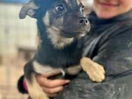 FINLEY ~ total zutraulich - Duisburg