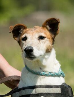 Pici alter Hund, na und - Puchheim