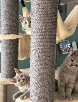 2 Wunderhübsche Mai Kätzchen BKH - Kitten ab August in liebevolle Hände anzugeben - Müden (Aller)