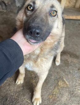 Marty - Der Anschmiegsame 🐾 - Elsdorf (Nordrhein-Westfalen)