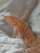 Bartagame in 50189