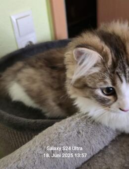 Maine-Coon-Mix - Bernburg (Saale)