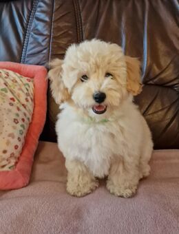 Bichon Friese-Toy Pudel Welpe - Burgkunstadt