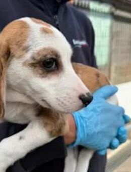 MARTINA - ausgesetzt am Straßenrand - Regensburg
