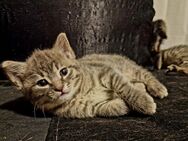 Süße Bengal-Mix Kitten abzugeben - Fellbach