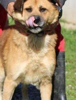 Mirosha - freundliche Familienhündin - Lohra