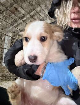 ❤️🐾 KALEA, ca. 4 Mon., sehr anhänglich - Eichendorf