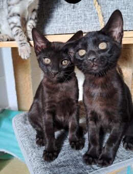Noch 2 seltene melanistic Bengal Mädels! - Haßloch