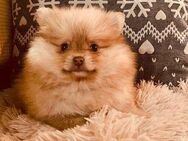 Pomeranian Welpen schöne Bärchengesichter suchen tolle Familien - Eichenzell