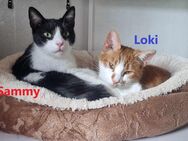 Sammy und Loki - zwei Traumkatzen suchen Ihre Familie - Elmshorn