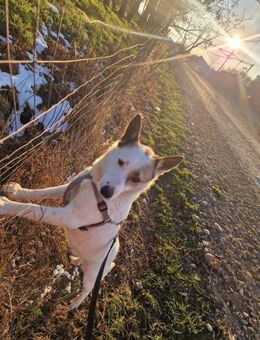 Ranya; eine weiße Schönheit - Geilenkirchen