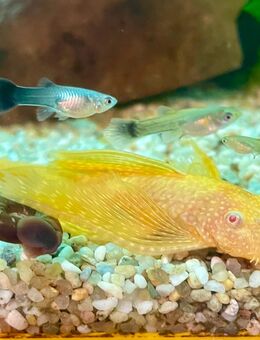 Schleier Antennenwels Gold Ancistrus Longfin - Hettstadt