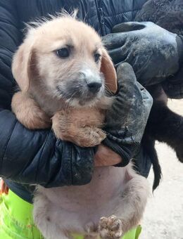 Grace, in Sicherheit geboren - Steinhagen (Nordrhein-Westfalen)