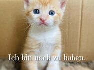 2 x Kitten Katzenbaby Kater rot - Dresden