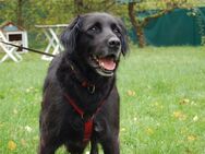 Timossi - Flat Coated Retriver Mix - 6 Jahre - Tierhilfe Franken e.V. - Lauf (Pegnitz) Zentrum