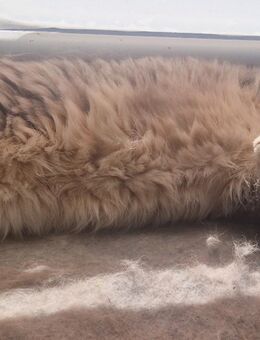 BKH Kater abzugeben - Steinfurt