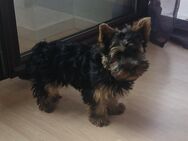 Yorkshire Terrier Welpe - Bietigheim-Bissingen
