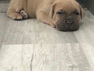 Cane corso welpen - Mannheim