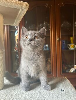 BKH Babykatzen Abgabe bereit - Homburg