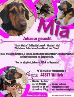 Sonnenschein 💕Mia 💕sucht ihre Menschen - Freilassing