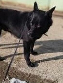 FRANJO - verliert seine Heimat....... - Kempen