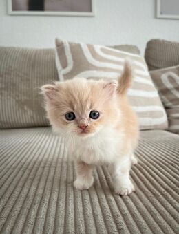 6 creme Bkh / Perser Kitten suchen ein Zuhause - Magdeburg