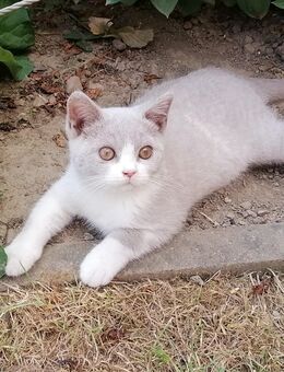 Bkh Junge in lilac white, trägt odd eyed und cinnamon - Dassel