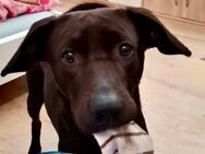 Patch neugieriger Jungspund sucht - München