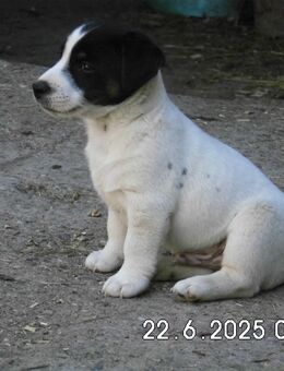 Jack Russell Terrier Welpen 9 Wo. - Lonnerstadt