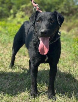 Feiner Bono 💗 Terrier-/Kroat.Schäfi-Mix - Hamburg