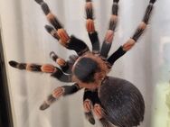 Brachypelma hamorii zu verkaufen - Köln