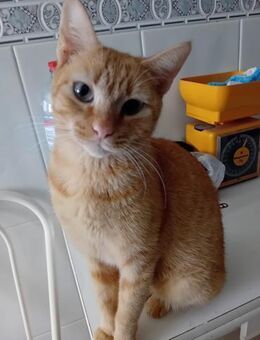 tapfere Penny (ALO) - Geisenheim