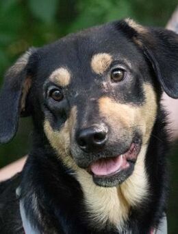 Billie will Teil einer Familie sein - Obertshausen