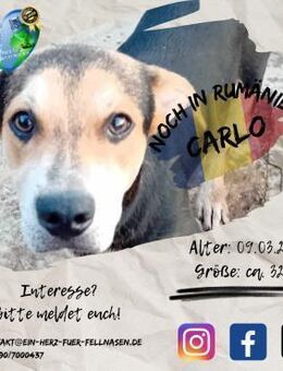 CARLO - und Du seid gleich ein Juhuuu! - Waakirchen