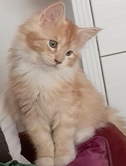 Meine coon Mädel. reinrassig. - Kassel Nordshausen