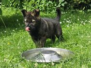 Deutscher Schäferhund Welpen - Zeulenroda-Triebes