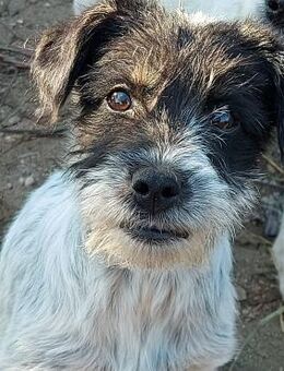 Brenda - Rotenburg (Fulda)