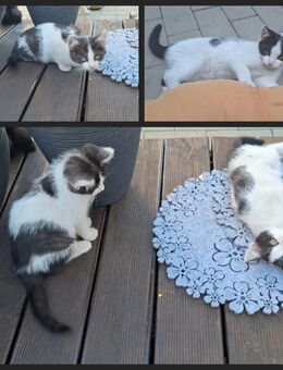 Kitten abzugeben - Zerbst (Anhalt) Grimme