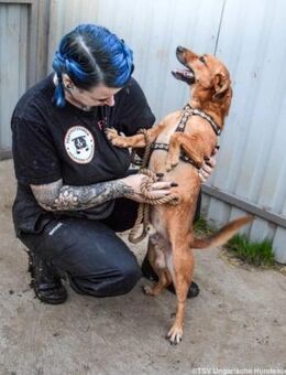 Füge wünscht sich ein Zuhause - Nordwalde