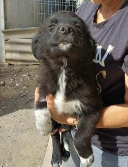 Milo (Jung, verspielt) - Köln