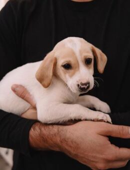 Kleiner Entdecker- Wolfgang - Ellerbek