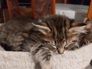 Main coon mix Kitten - Kirchberg (Sachsen)