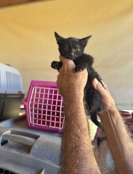 Shanti aus dem Tierschutz - Grevenbroich