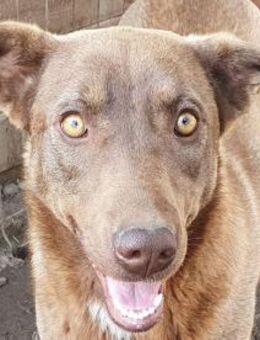 THEA-hübsche, nette Jung-Hündin,54 cm - Rösrath