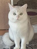 Deckkater BKH Silver-Shaded in 34132