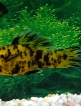 Leopardmolly - Hohenroth