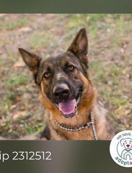 Chip 2312512: Sucht ein Zuhause - Kirchzell