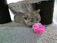 Charmante Britisch kurzhaar Kitten - Irsch